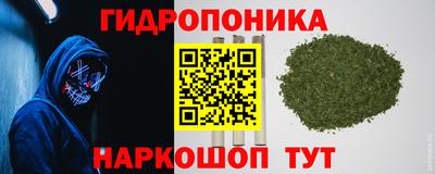 сатива Кингисепп